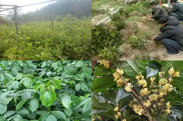 几年的桂花树能开花吗1684973716939