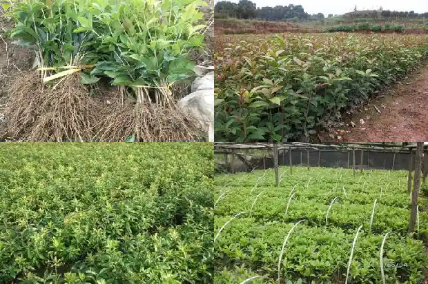 几年的桂花树能开花吗1684973717082