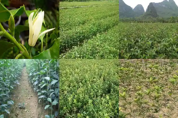 几年的桂花树能开花结果1684973748837