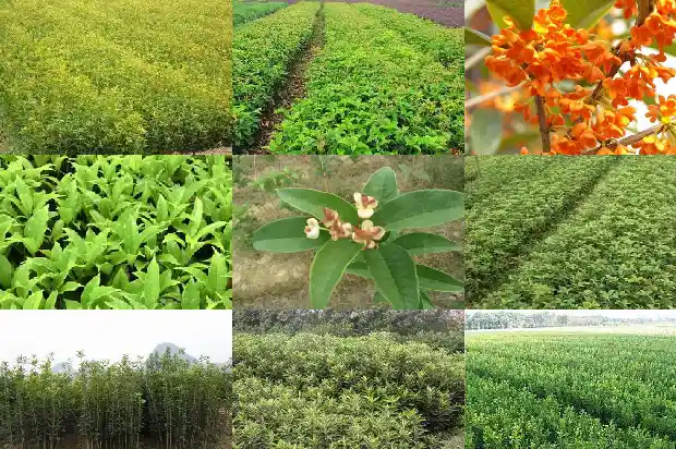 桂花是凉性还是寒性1689312768446