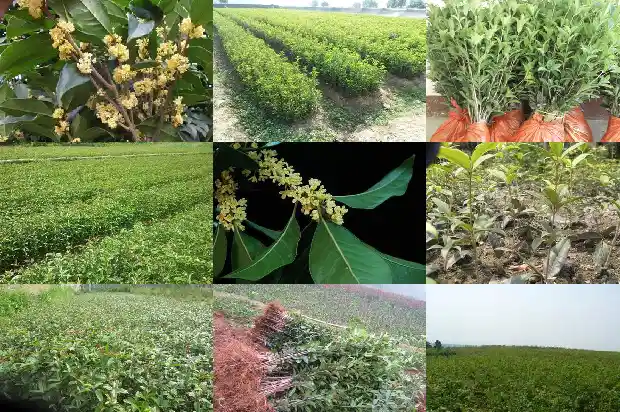 桂花树需要多大的花盆养1684973834003