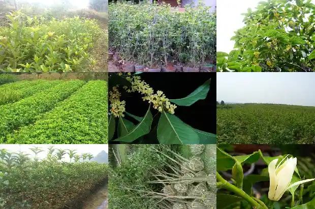 桂花树需要多大的花盆养1684973834051