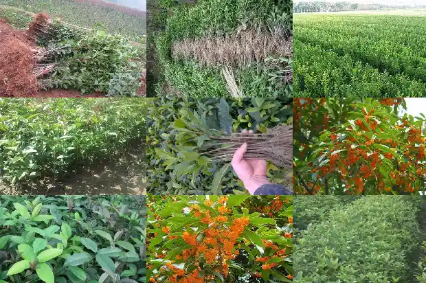 种桂花需要多大的花盆1684973850979