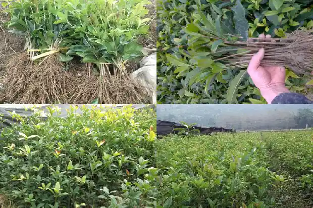 一月份可以栽桂花树吗1684973877784
