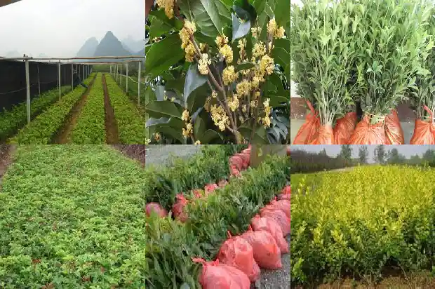 一月份可以栽桂花树吗1684973877832