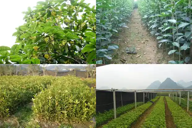 一月份可以栽桂花树吗1684973877880