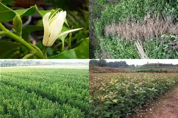 一月份可以栽桂花树吗1684973877928