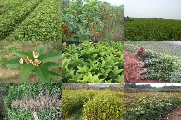 什么时候能种桂花树1684973899443