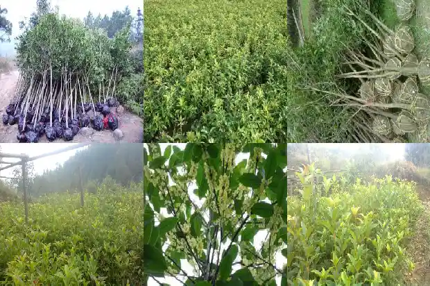 什么时候能种桂花树1684973899538