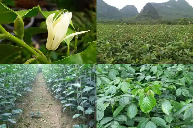 3公分粗的桂花树苗盆栽用多大的盆合适1684973921118