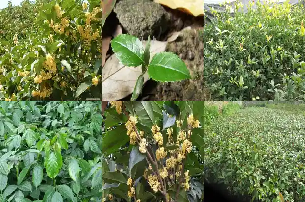 桂花四年苗用多大的花盆1684973942953