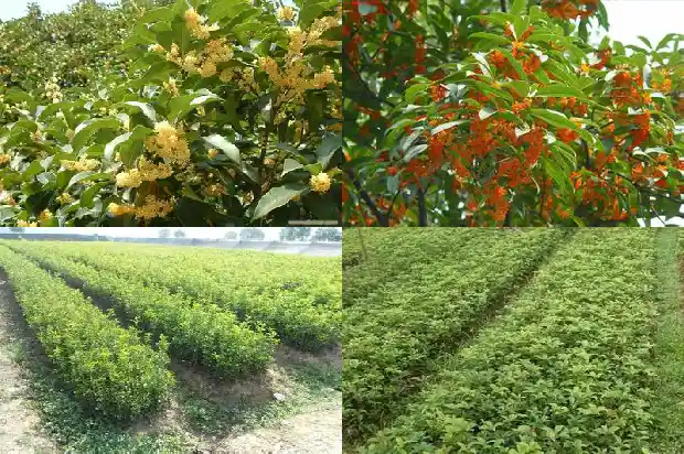 桂花四年苗用多大的花盆1684973943001