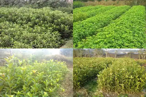 桂花用多深的盆1684973967185