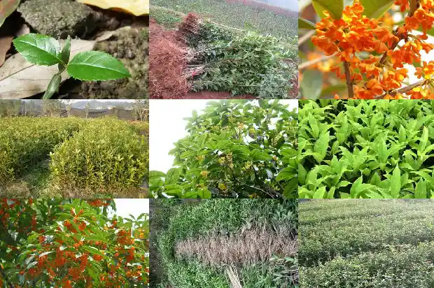 50公分桂花树要多久浇一次水呢1684973993876