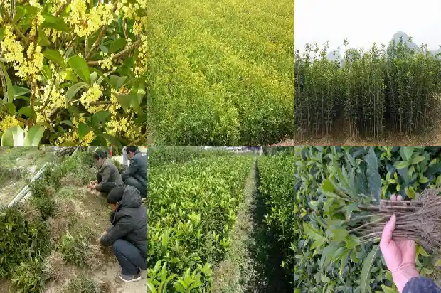 50公分桂花树要多久浇一次水呢1684973993923