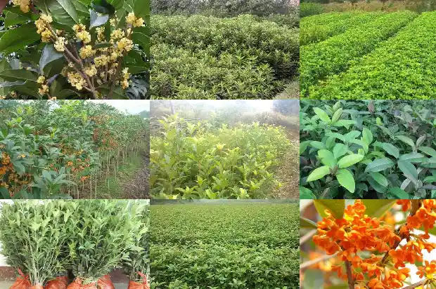 50公分桂花树要多久浇水一次1684974015968