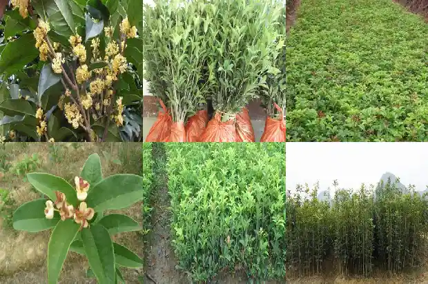 50公分桂花树要多久浇水一次1684974016015