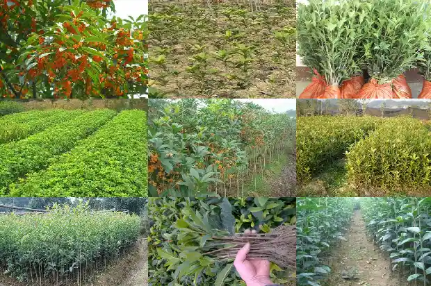 50公分桂花树要多久浇水呢1684974085079