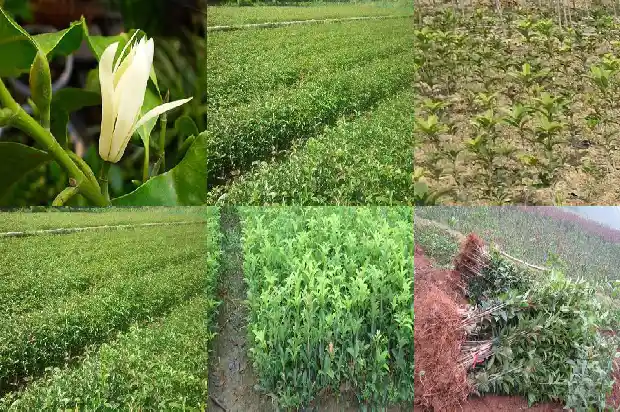 50公分桂花树要长多少年才能开花结果1684974130835