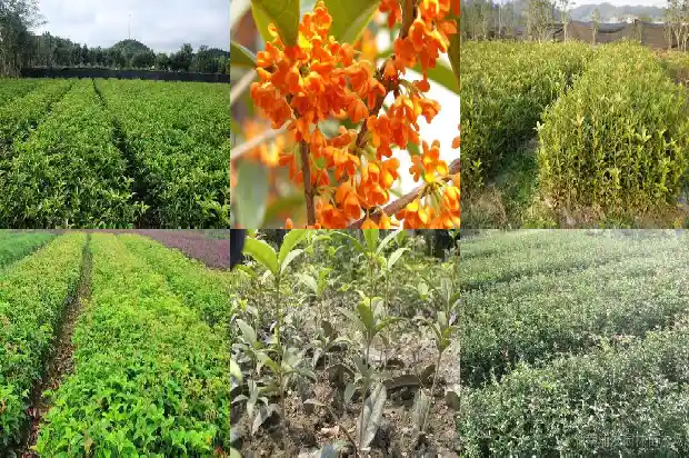 50公分桂花树要长多少年才能开花结果1684974130881