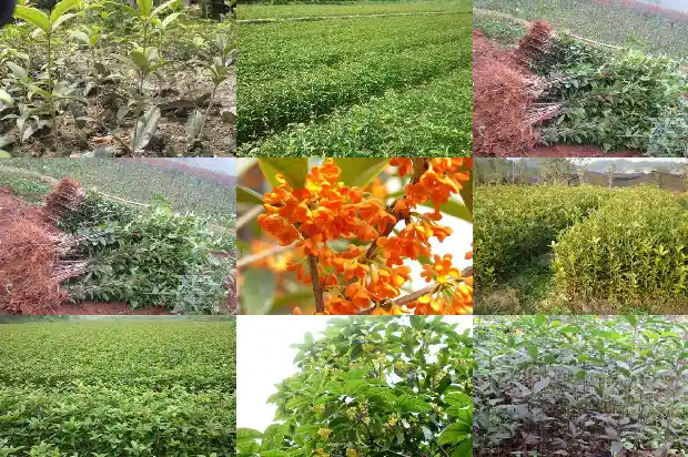桂花树多久能长一公分粗大的根部1684974155091