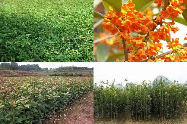 桂花树评估价格按照什么方式分类为标准1690763548029