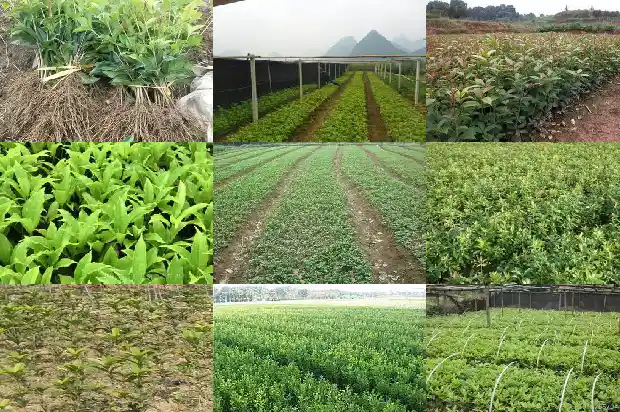 桂花树的根能长多少年1684974179435