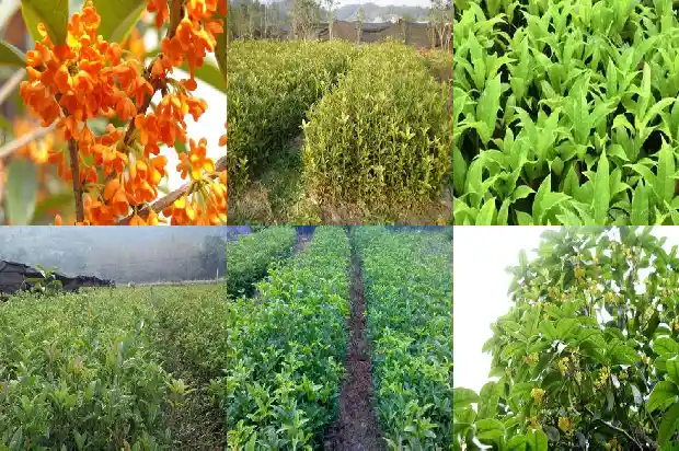 桂花树 根1684974201099