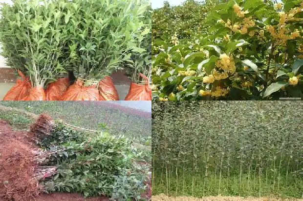 桂花树移栽后多久生根1684974225356
