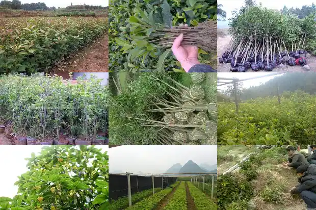 桂花树移栽后多久生根1684974225450