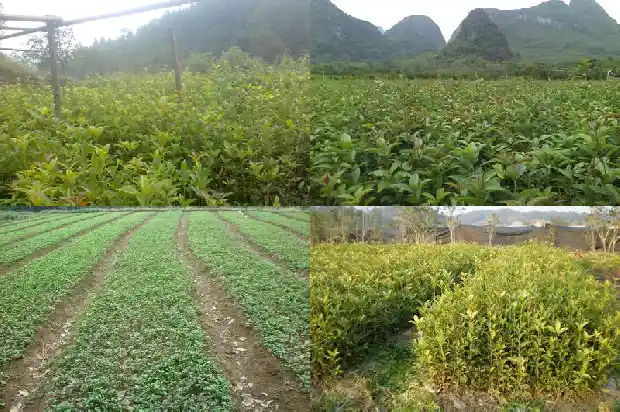 状元红桂花怎么养1690158358432