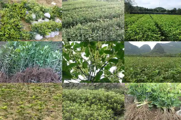 桂花树多久生根发芽1684974246716