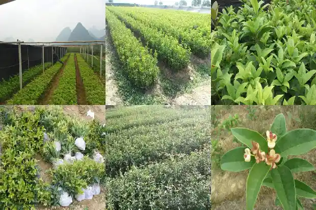 桂花树多久生根发芽1684974246764