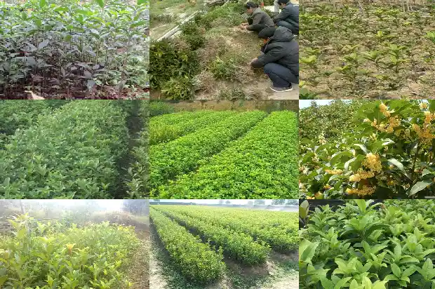 桂花树多久生根发芽1684974246812