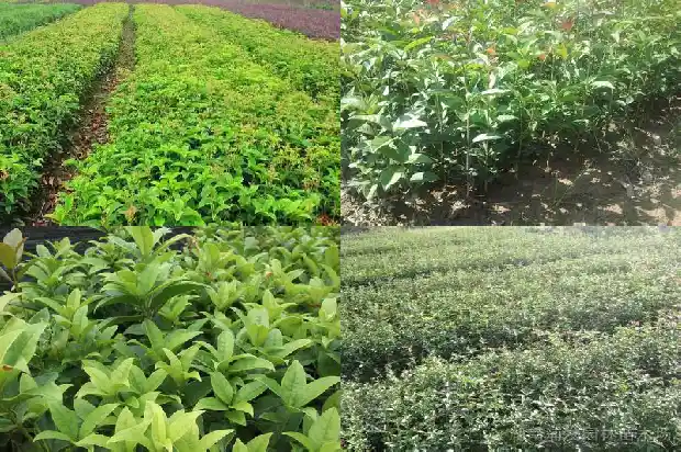 湖南桂花树苗最新价格表1689985560393