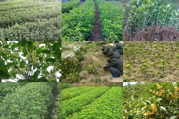 桂花树多久生根成活1684974290215