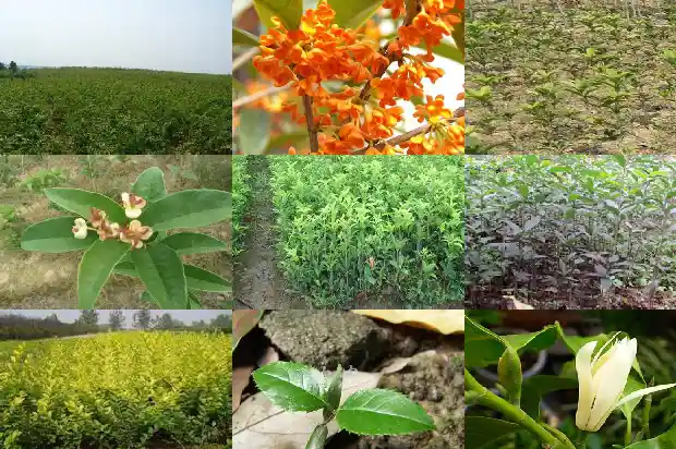 桂花树多久生根成活1684974290262