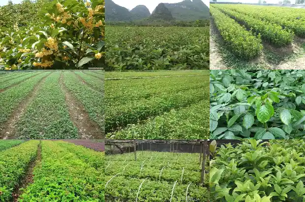 桂花树为什么没人要养1688520278305