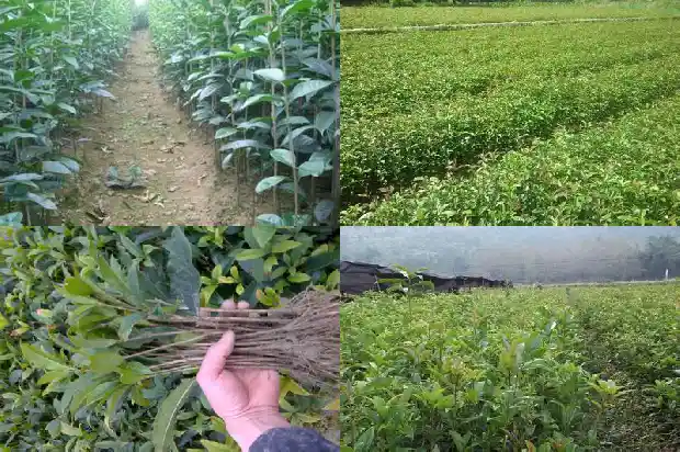 桂花树木质易不易开裂怎么办1688518453413