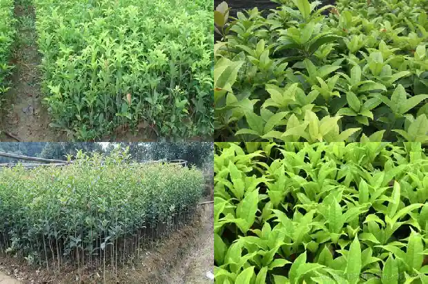 家里栽什么桂花树最好养1688792669603