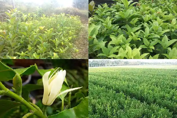 桂花插枝多久长出根部1684974381518