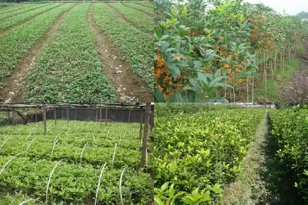 桂花枝条扦插多久生根1684974406274