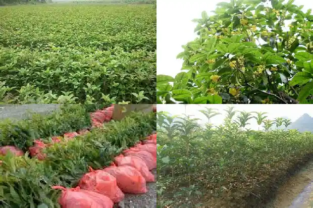 桂花树什么时候长根快1684974452307