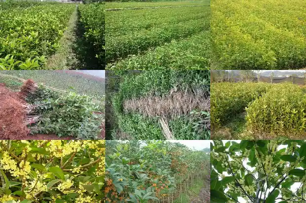桂花茶的功效与作用和禁忌1689381239633