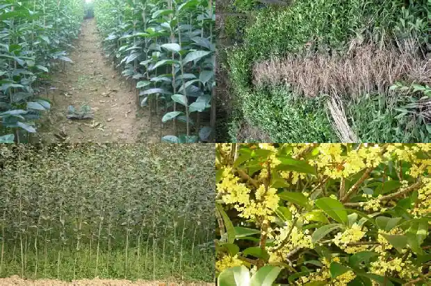 桂花树什么时候长根快1684974452448
