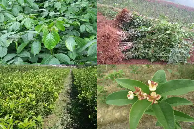 桂花树什么时候长根最好1684974476353