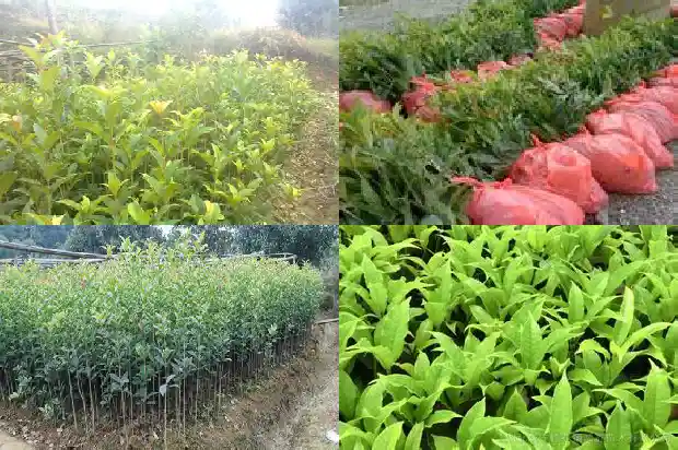 桂花树什么时候长根最好1684974476400