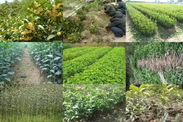 桂花树什么时候长根最好1684974476448