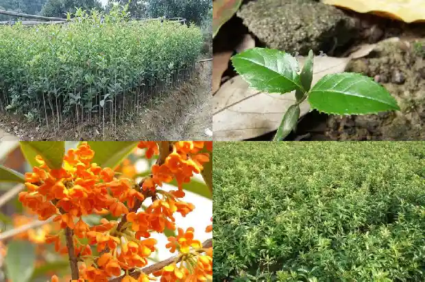 桂花树一年能长几公分粗的根1684974502718