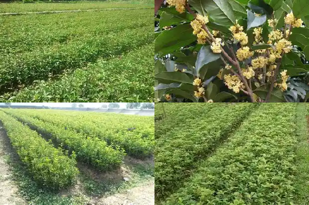 桂花树一年能长几公分粗的根1684974502766